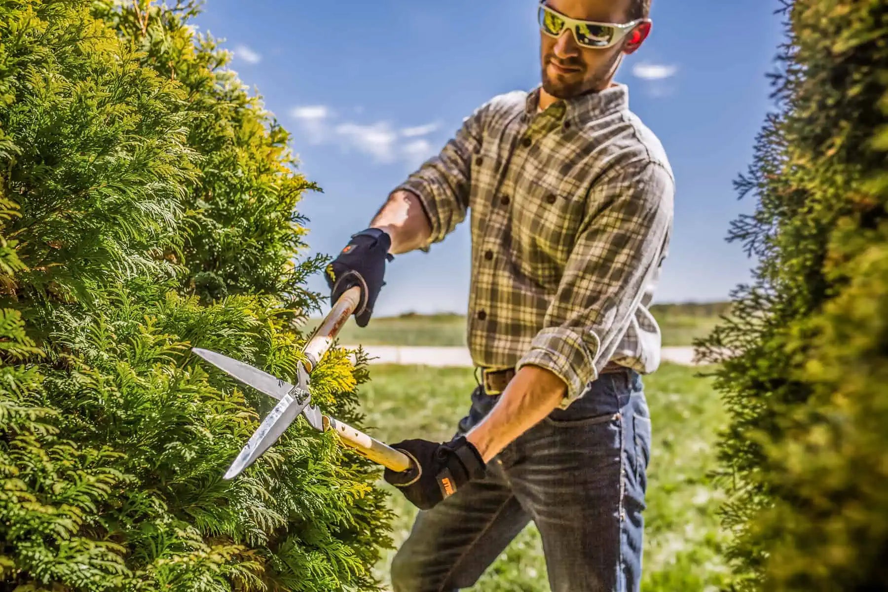 Hedge Shears